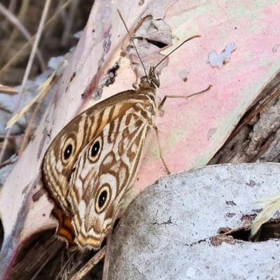 Geitoneura acantha (Ringed Xenica) at Wodonga - 12 Mar 2024 by KylieWaldon