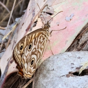 Geitoneura acantha at Wodonga - 12 Mar 2024