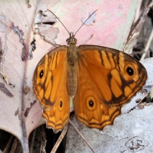 Geitoneura acantha at Wodonga - 12 Mar 2024