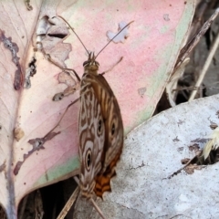 Geitoneura acantha at Wodonga - 12 Mar 2024 08:22 AM