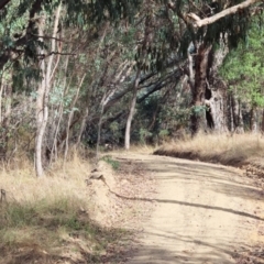 Geitoneura acantha at Wodonga - 12 Mar 2024