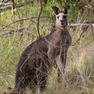 Macropus giganteus at Wodonga - 12 Mar 2024 08:23 AM