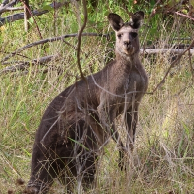 Macropus giganteus (Eastern Grey Kangaroo) at West Wodonga, VIC - 11 Mar 2024 by KylieWaldon