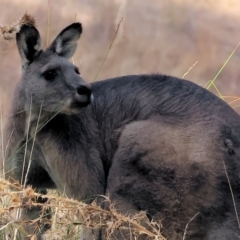 Macropus giganteus at Wodonga - 12 Mar 2024 08:23 AM