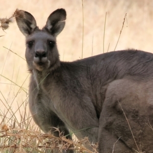 Macropus giganteus at Wodonga - 12 Mar 2024