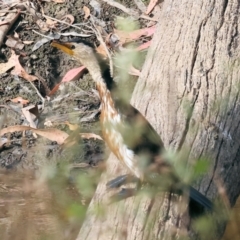 Microcarbo melanoleucos (Little Pied Cormorant) at Felltimber Creek NCR - 12 Mar 2024 by KylieWaldon