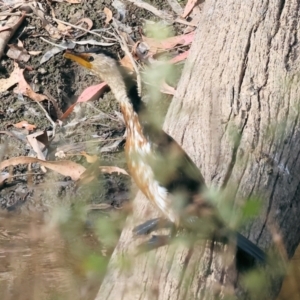 Microcarbo melanoleucos at Wodonga - 12 Mar 2024