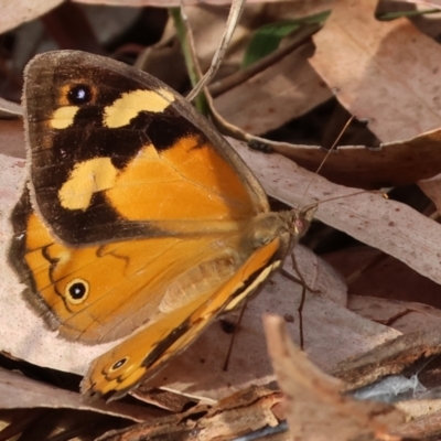 Heteronympha merope (Common Brown Butterfly) at Felltimber Creek NCR - 11 Mar 2024 by KylieWaldon