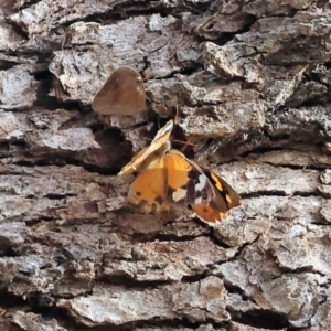 Heteronympha merope at Felltimber Creek NCR - 12 Mar 2024 08:29 AM