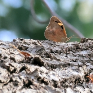 Heteronympha merope at Felltimber Creek NCR - 12 Mar 2024 08:29 AM