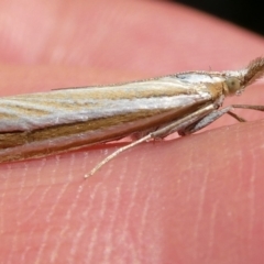 Hednota species near grammellus (Pyralid or snout moth) at Charleys Forest, NSW - 9 Mar 2024 by arjay