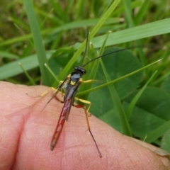 Trichomma sp. (genus) (Ichneumonid wasp) at QPRC LGA - 7 Mar 2024 by arjay