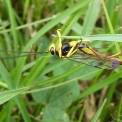 Trichomma sp. (genus) at suppressed - suppressed