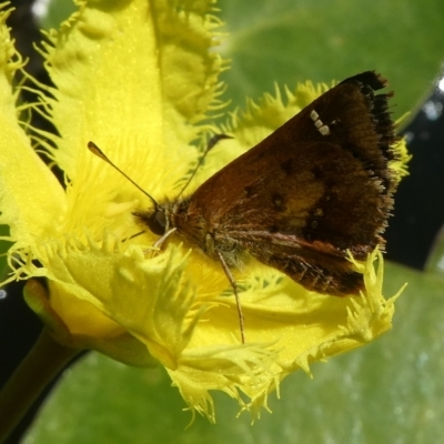 Dispar compacta (Barred Skipper) at QPRC LGA - 7 Mar 2024 by arjay