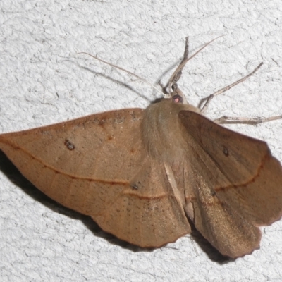 Phallaria ophiusaria (Large Leaf Moth) at Charleys Forest, NSW - 6 Mar 2024 by arjay