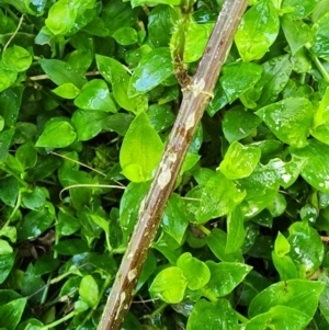 Urtica incisa at Berry, NSW - 6 Mar 2024