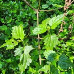 Urtica incisa at Berry, NSW - 6 Mar 2024