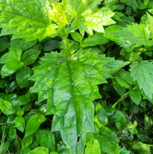 Urtica incisa at Berry, NSW - 6 Mar 2024