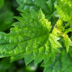 Urtica incisa at Berry, NSW - 6 Mar 2024