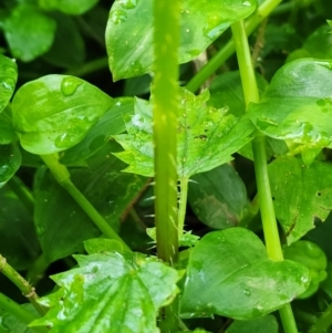 Urtica incisa at Berry, NSW - 6 Mar 2024