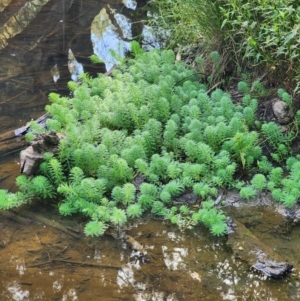 Myriophyllum aquaticum at Berry, NSW - 6 Mar 2024