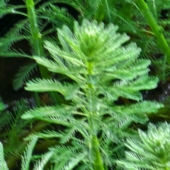 Myriophyllum aquaticum at Berry, NSW - 6 Mar 2024