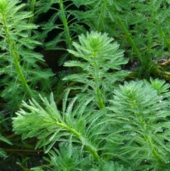 Myriophyllum aquaticum at Berry, NSW - 6 Mar 2024