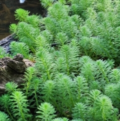 Myriophyllum aquaticum at Berry, NSW - 6 Mar 2024 09:47 AM