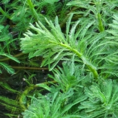 Myriophyllum aquaticum at Berry, NSW - 6 Mar 2024