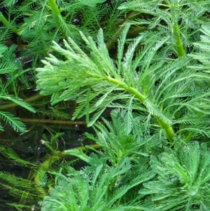 Myriophyllum aquaticum at Berry, NSW - 6 Mar 2024