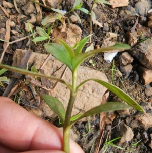 Alternanthera philoxeroides at Evatt, ACT - 14 Feb 2024 09:58 AM