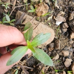 Alternanthera philoxeroides at Evatt, ACT - 14 Feb 2024