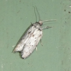 Unidentified Moth (Lepidoptera) at Charleys Forest, NSW - 6 Mar 2024 by arjay