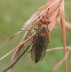 Inopus rubriceps (Sugarcane Soldier Fly) at QPRC LGA - 6 Mar 2024 by arjay