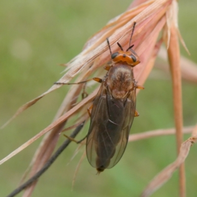 Inopus rubriceps (Sugarcane Soldier Fly) at Charleys Forest, NSW - 6 Mar 2024 by arjay