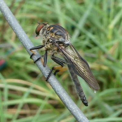 Ommatius coeraebus (a robber fly) at Mongarlowe River - 1 Mar 2024 by arjay