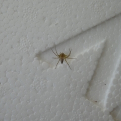 Oxyopes (genus) (Lynx spider) at Lyons, ACT - 11 Mar 2024 by ran452