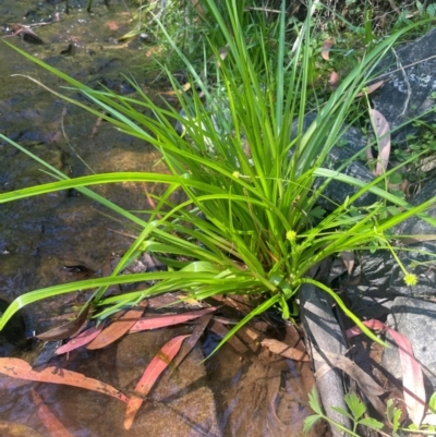 Juncus planifolius (broad-leaved rush) at Monga, NSW - 10 Mar 2024 by JaneR