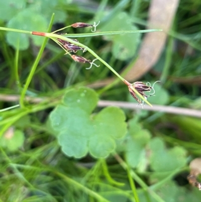 Schoenus apogon (Common Bog Sedge) at Monga, NSW - 10 Mar 2024 by JaneR