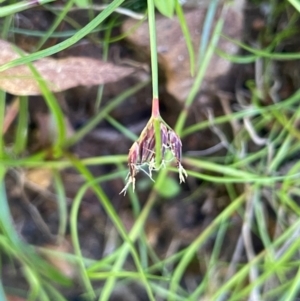 Schoenus apogon at Monga National Park - 10 Mar 2024