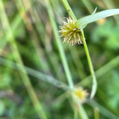 Cyperus sphaeroideus (Scented Sedge) at Mongarlowe River - 10 Mar 2024 by JaneR