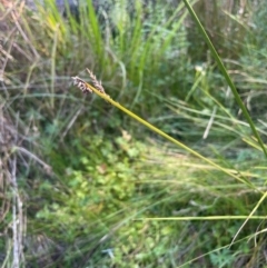 Carex appressa (Tall Sedge) at Monga, NSW - 10 Mar 2024 by JaneR