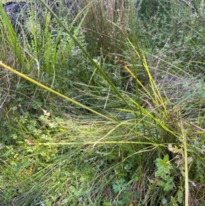 Carex appressa at Monga National Park - 10 Mar 2024