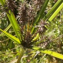 Cyperus lucidus (Leafy Flat Sedge) at Mongarlowe River - 10 Mar 2024 by JaneR