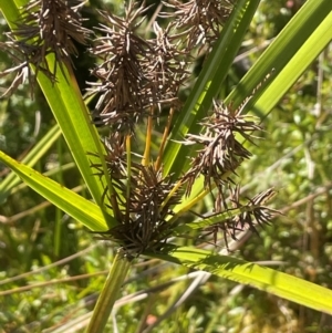 Cyperus lucidus at Monga National Park - 10 Mar 2024