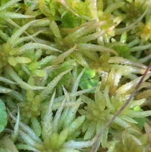 Sphagnum sp. (genus) at Monga National Park - 10 Mar 2024