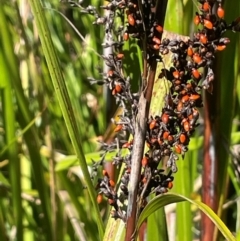 Gahnia sieberiana (Red-fruit Saw-sedge) at Monga, NSW - 10 Mar 2024 by JaneR