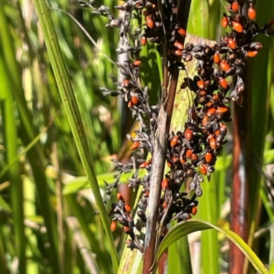 Gahnia sieberiana (Red-fruit Saw-sedge) at QPRC LGA - 10 Mar 2024 by JaneR