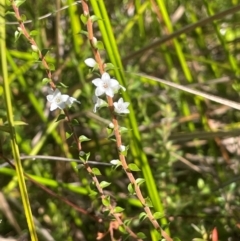 Epacris gunnii (Heath) at Mongarlowe River - 10 Mar 2024 by JaneR