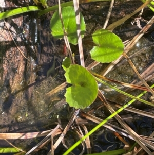 Centella asiatica at QPRC LGA - 10 Mar 2024